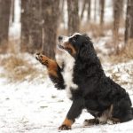 Best_dogs_for_apartments_and_hiking