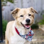 Best_family-friendly_mixed_dog_breeds