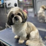 Best_grooming_for_dogs_near_me