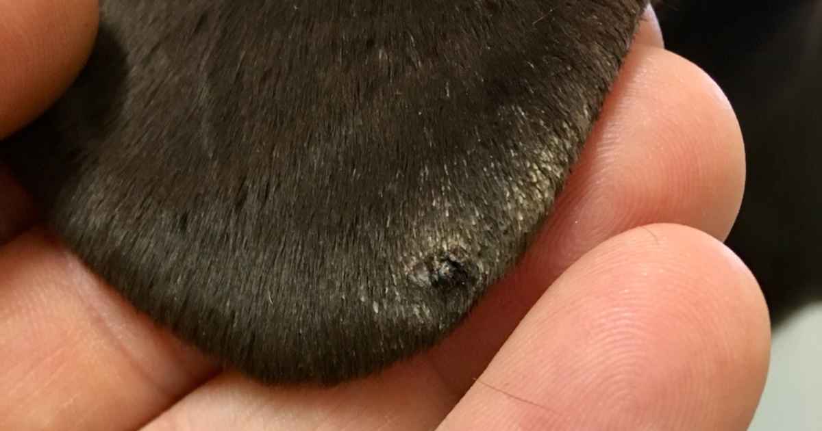 Big Scabbed Sores In On Dogs Ears