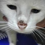 Black Crust on Top of Cats Nose_1