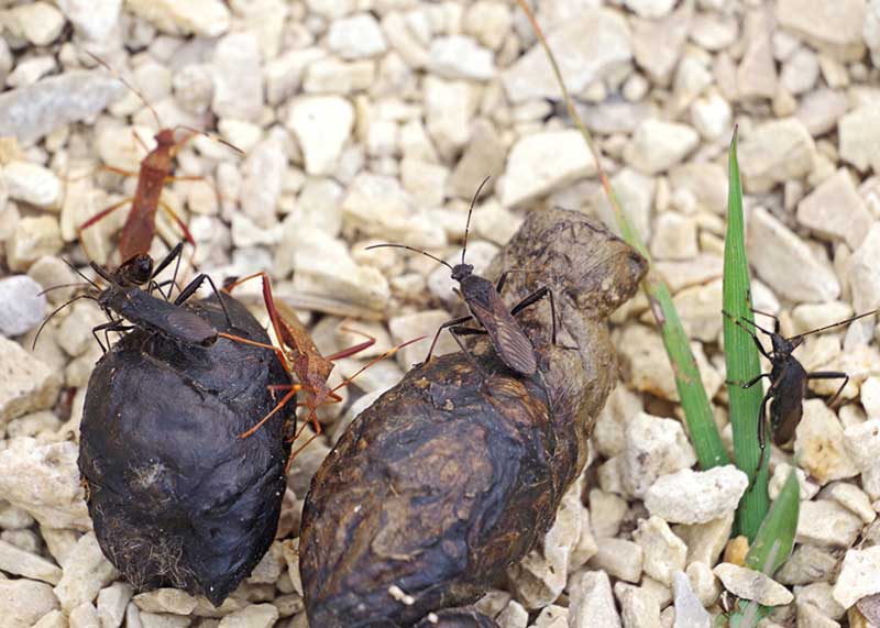 Black Seed Like_Eggs in Dogs Stool_ A Unique Fecal Observation