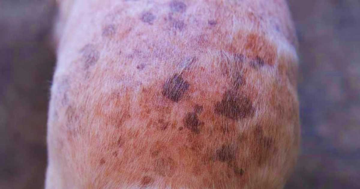 Black Spots Appearing on Dogs Skin