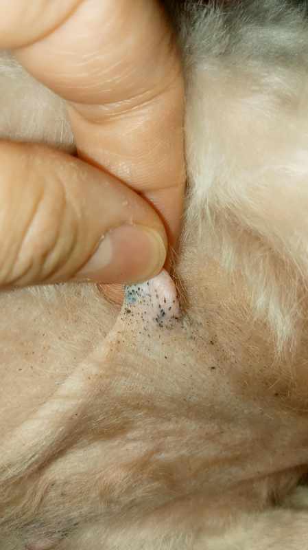 Black Spots On Dogs Belly And Nipples