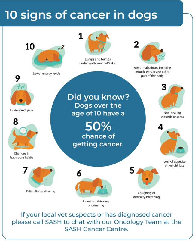 Black Spots on Dogs Skin_ A Potential Sign of Cancer