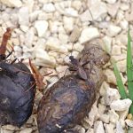Black_seed_like_eggs_in_dogs_stool_a_unique_fecal_observation