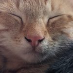 Black_spots_on_cats_nose