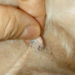 Black_spots_on_dogs_belly_and_nipples