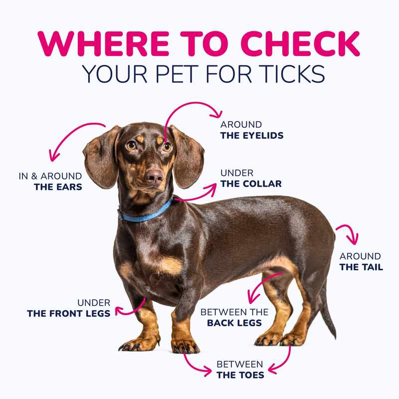 Blood Blister on Dog or Tick_ Understanding the Cause and Treatment