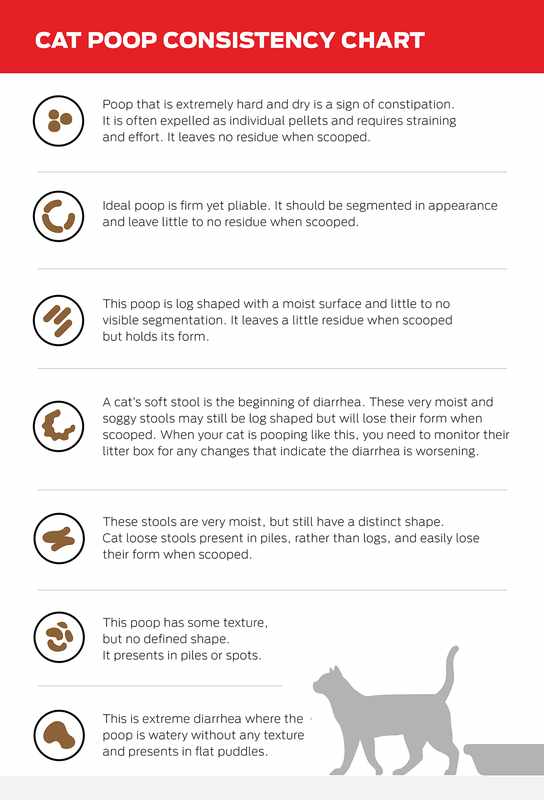 Blood In Stool in Cats_ A Guide to Understanding the Cause