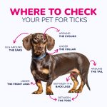 Blood_blister_on_dog_or_tick_understanding_the_cause_and_treatment