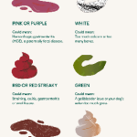 Bloody Mucus Stool in Dogs A Common Condition_1