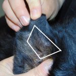 Bump On Dogs Ear Flap_1