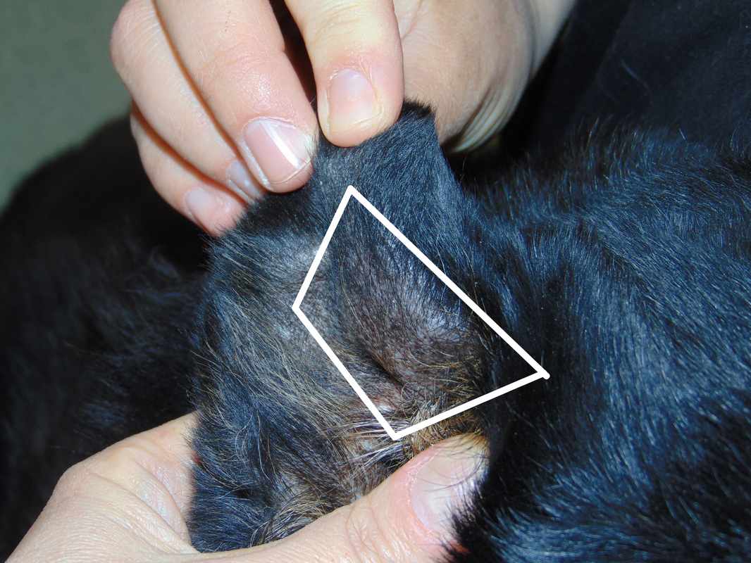 Bump On Dogs Ear Flap