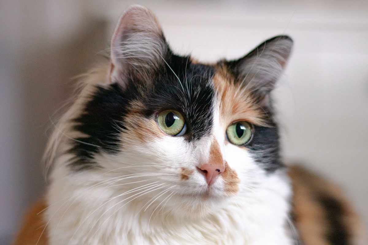 Calico Cats Are Always Female