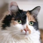 Calico_cats_are_always_female