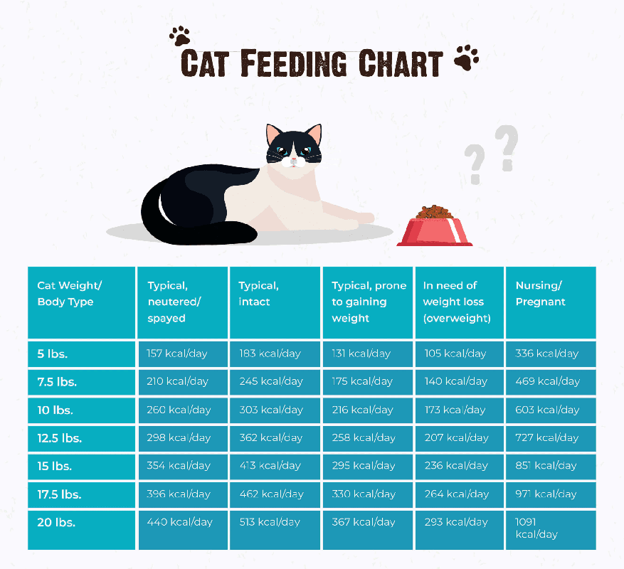 Calories Cat Per Day