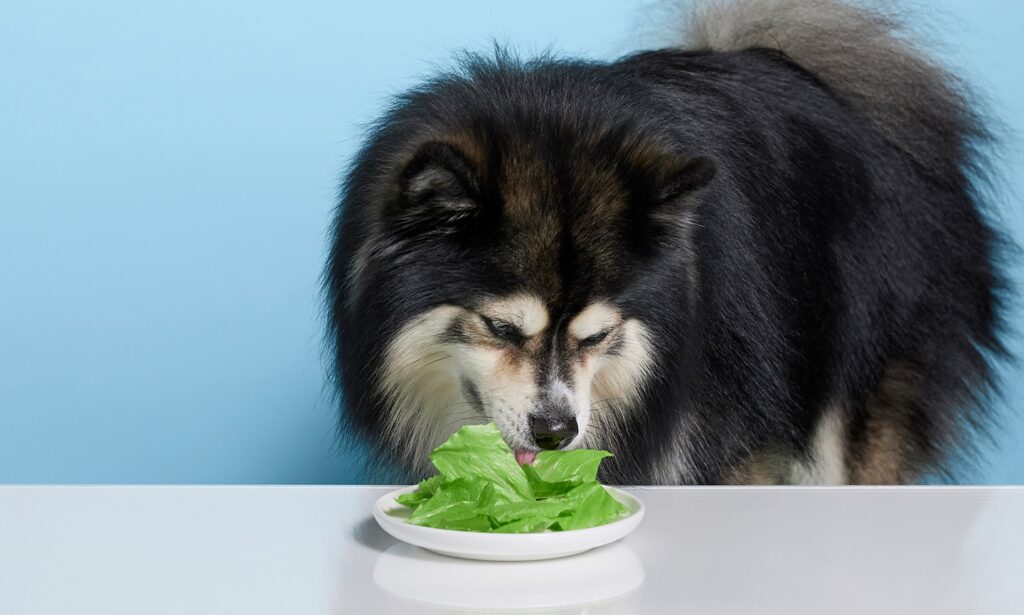 Can A Dog Eat Avocado Or Lettuce
