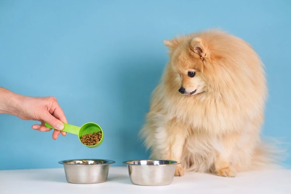 Can An Adult Dog Eat Puppy Food