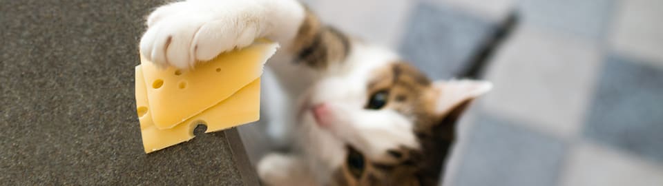 Can Cats Eat Colby Jack Cheese