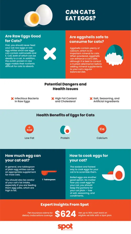 Can Cats Eat Egg White_