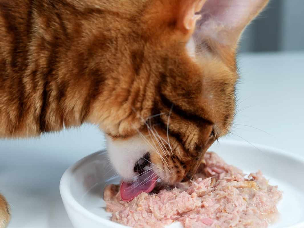 Can Cats Eat Tuna From a Can