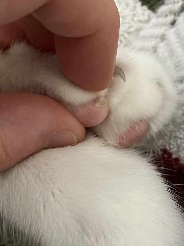 Can Cats Get Warts on Their Paw Pads_