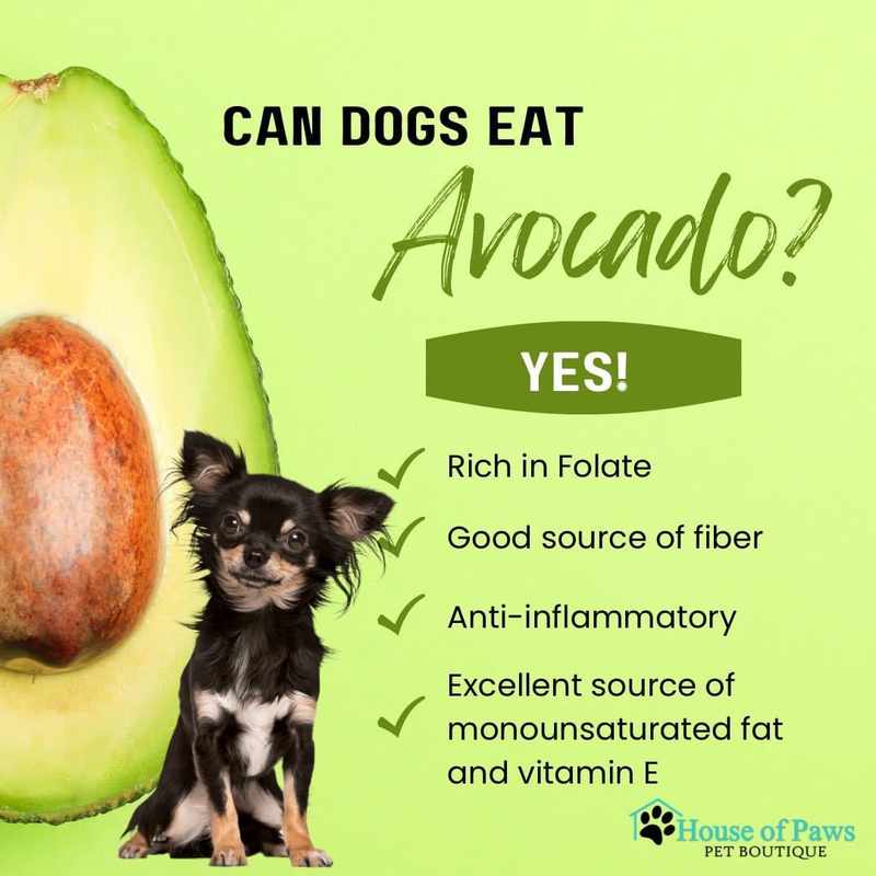 Can Dogs Eat Avocados