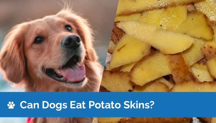 Can Dogs Eat Potato Skin_