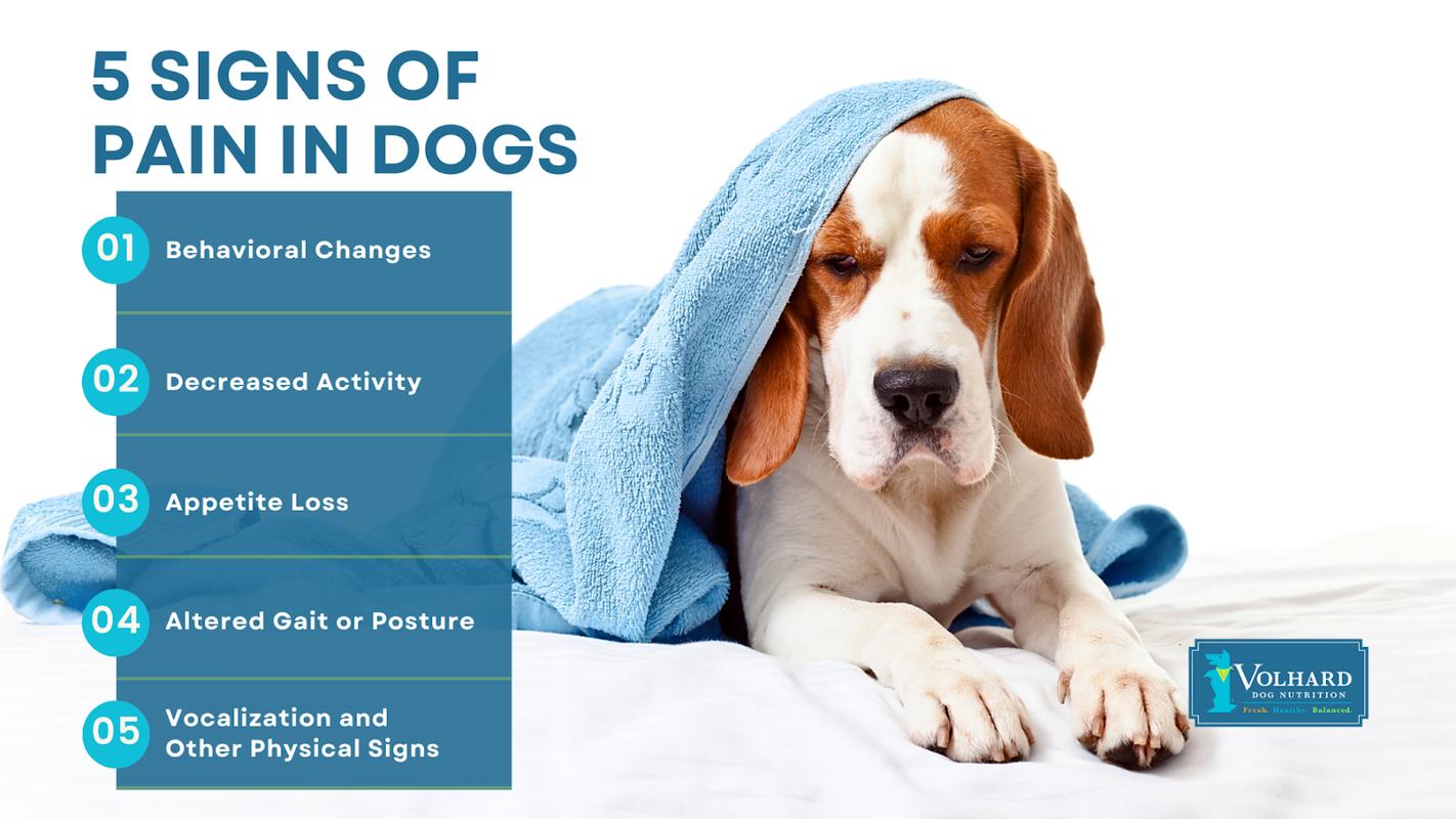 Can Dogs Take Tylenol For Pain
