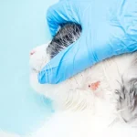 Can I Give My Cat Flea Medicine Early_1