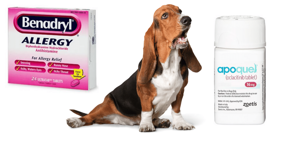 Can I Give My Dog Over-the-Counter Allergy Medicine_