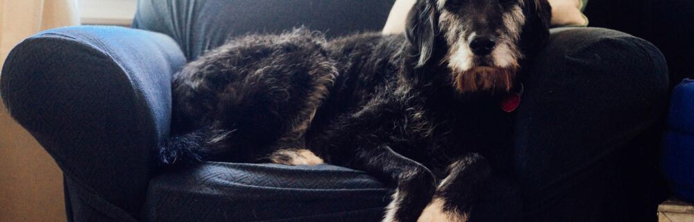 Can I Give My Dog a Human Laxative