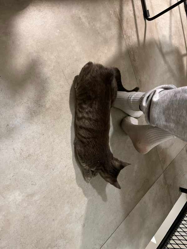Can I Spay My Cat When She_s in Heat_