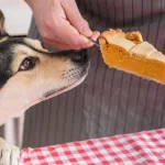 Can My Dog Have Pumpkin Pie_1