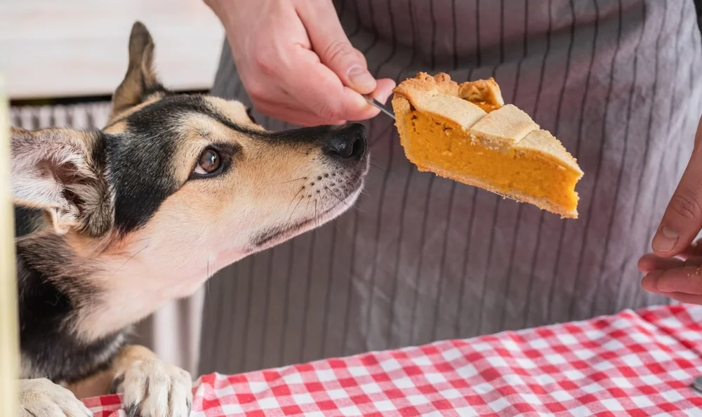Can My Dog Have Pumpkin Pie