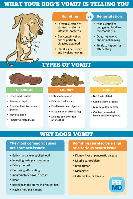 Can Puppies Throw Up From Eating Too Fast_