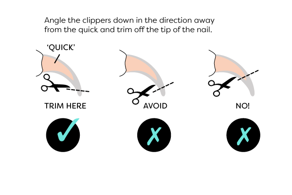 Can You Cut Cat_s Nails