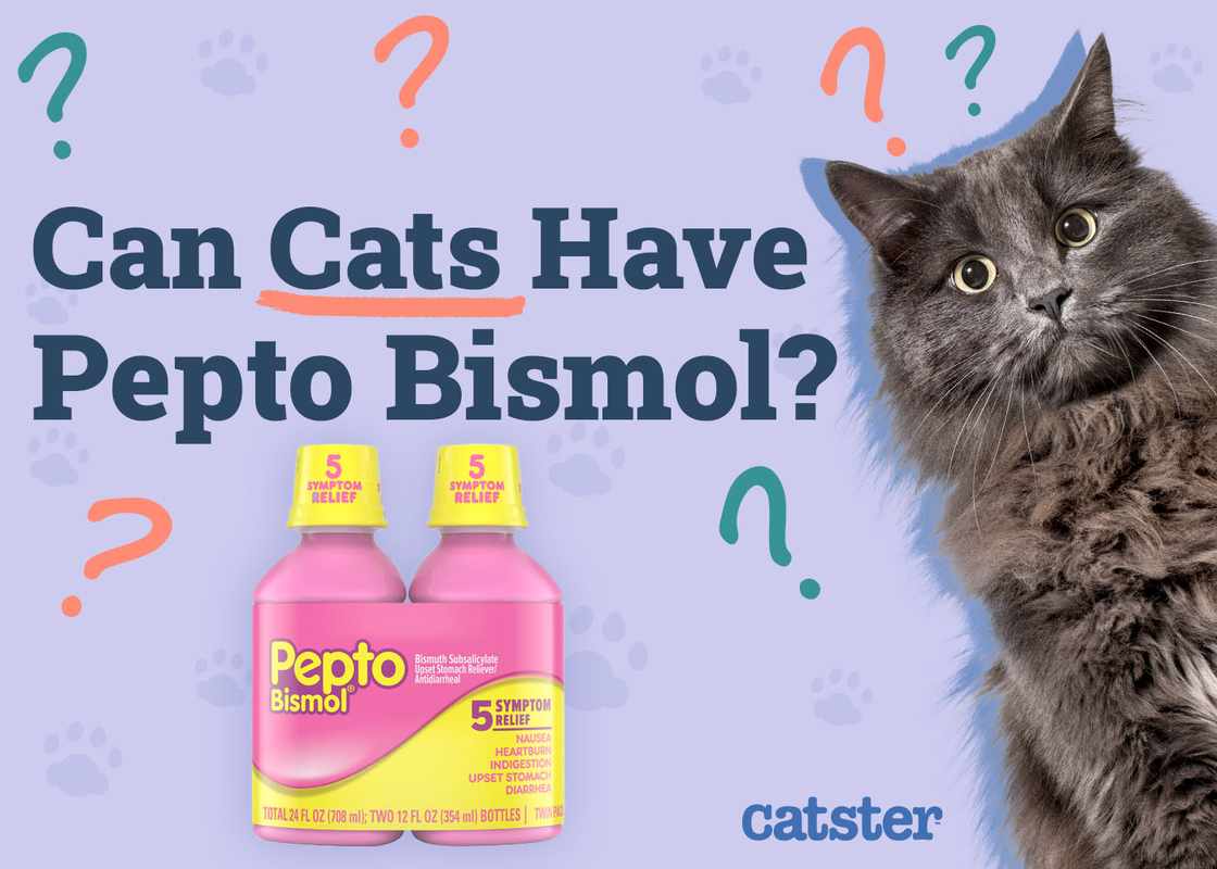 Can You Give Pepto Bismol To A Cat
