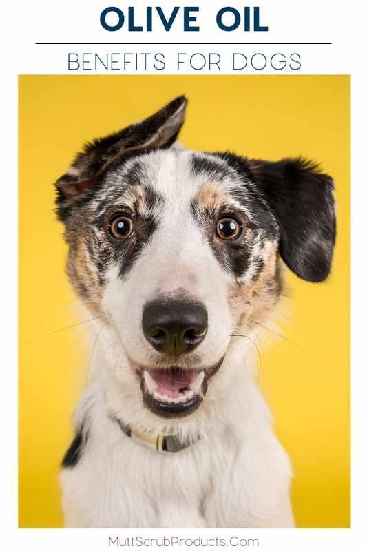 Can You Rub Olive Oil on Your Dog_s Skin