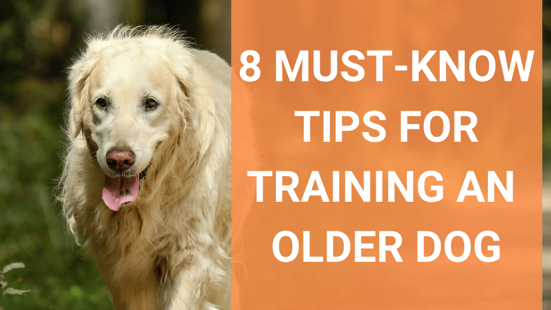 Can You Train a 2 Year Old Dog_