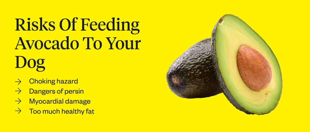 Can a Dog Eat Avocados_
