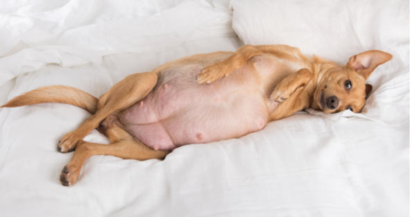 Can a Nursing Dog Get Pregnant_