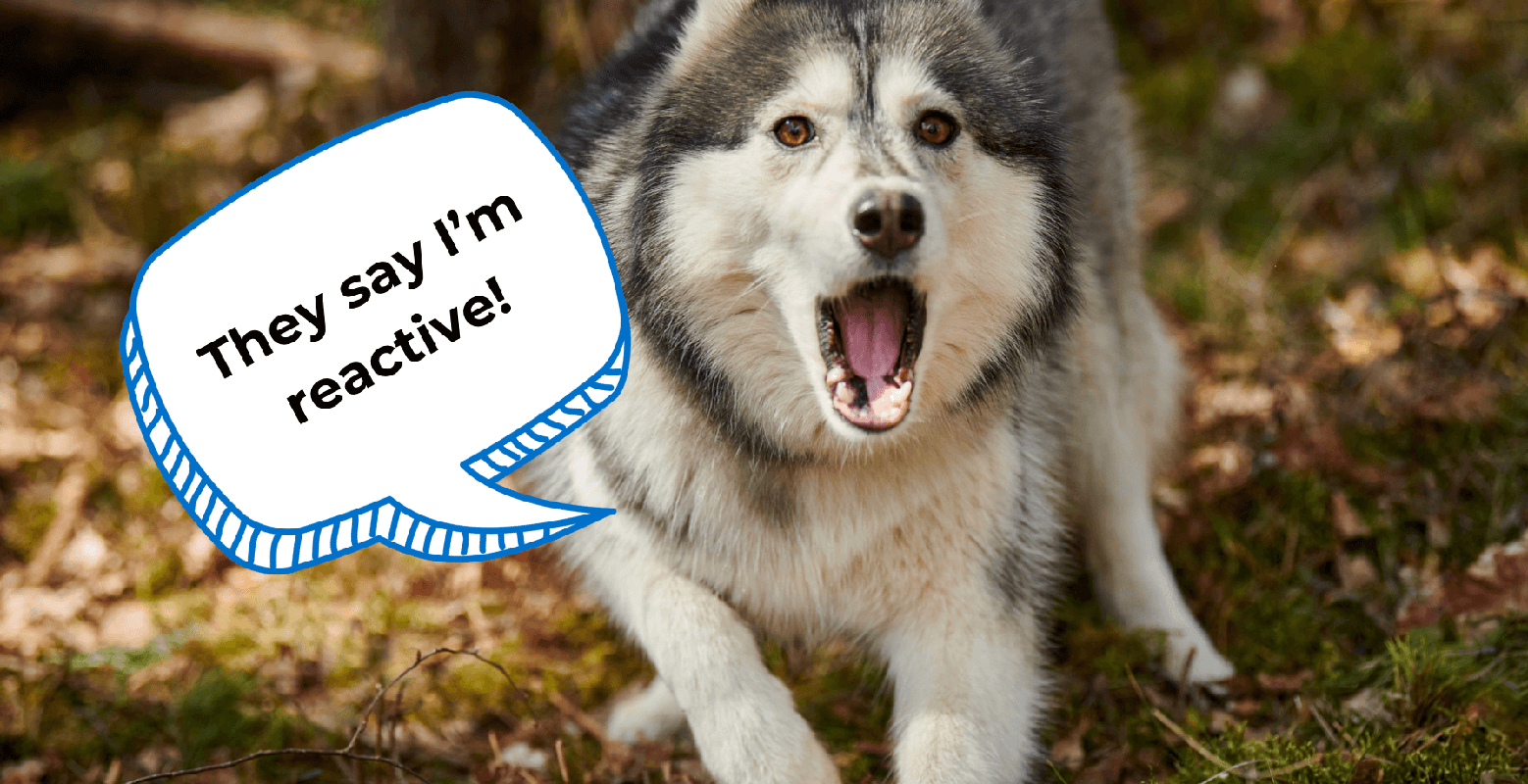Can a Reactive Dog Be Socialized_ A Comprehensive Guide