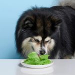 Can_a_dog_eat_avocado_or_lettuce