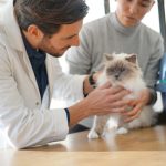 Can_a_female_cat_be_spayed_while_in_heat