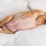 Can_a_nursing_dog_get_pregnant
