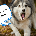 Can_a_reactive_dog_be_socialized_a_comprehensive_guide