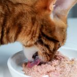 Can_cats_eat_tuna_from_a_can
