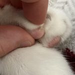 Can_cats_get_warts_on_their_paw_pads